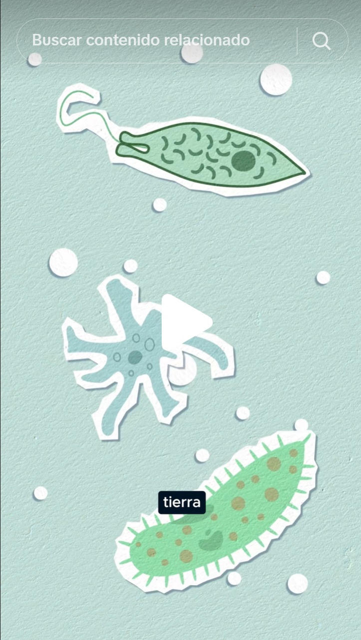 Microbiota intestinal